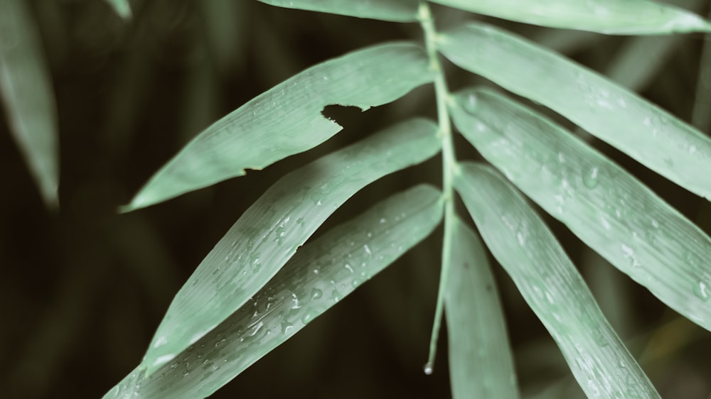 Planta de hoja verde con gotas de agua