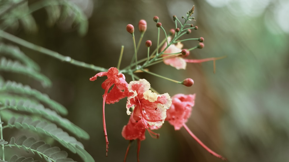 pink flower in tilt shift lens