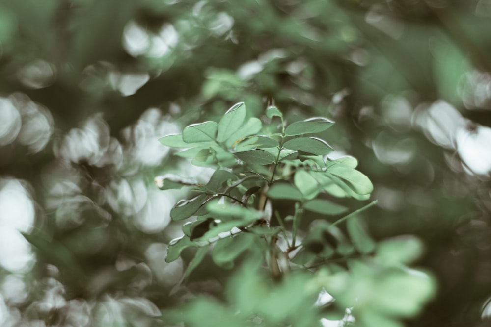 green leaves in tilt shift lens