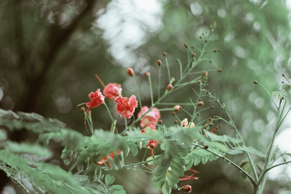 red flower with green leaves