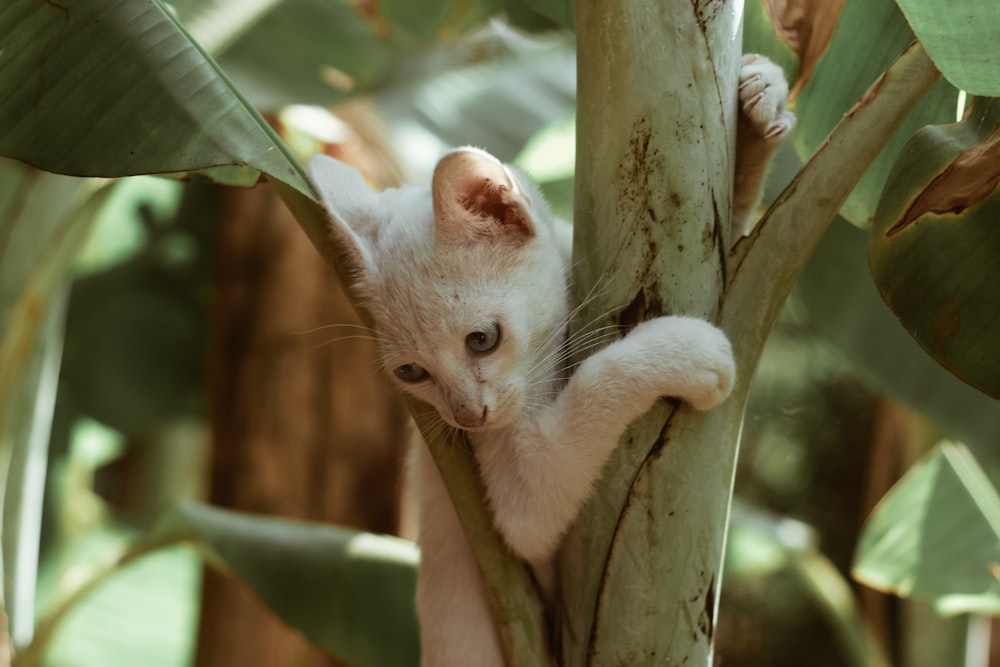 white cat on tree branch