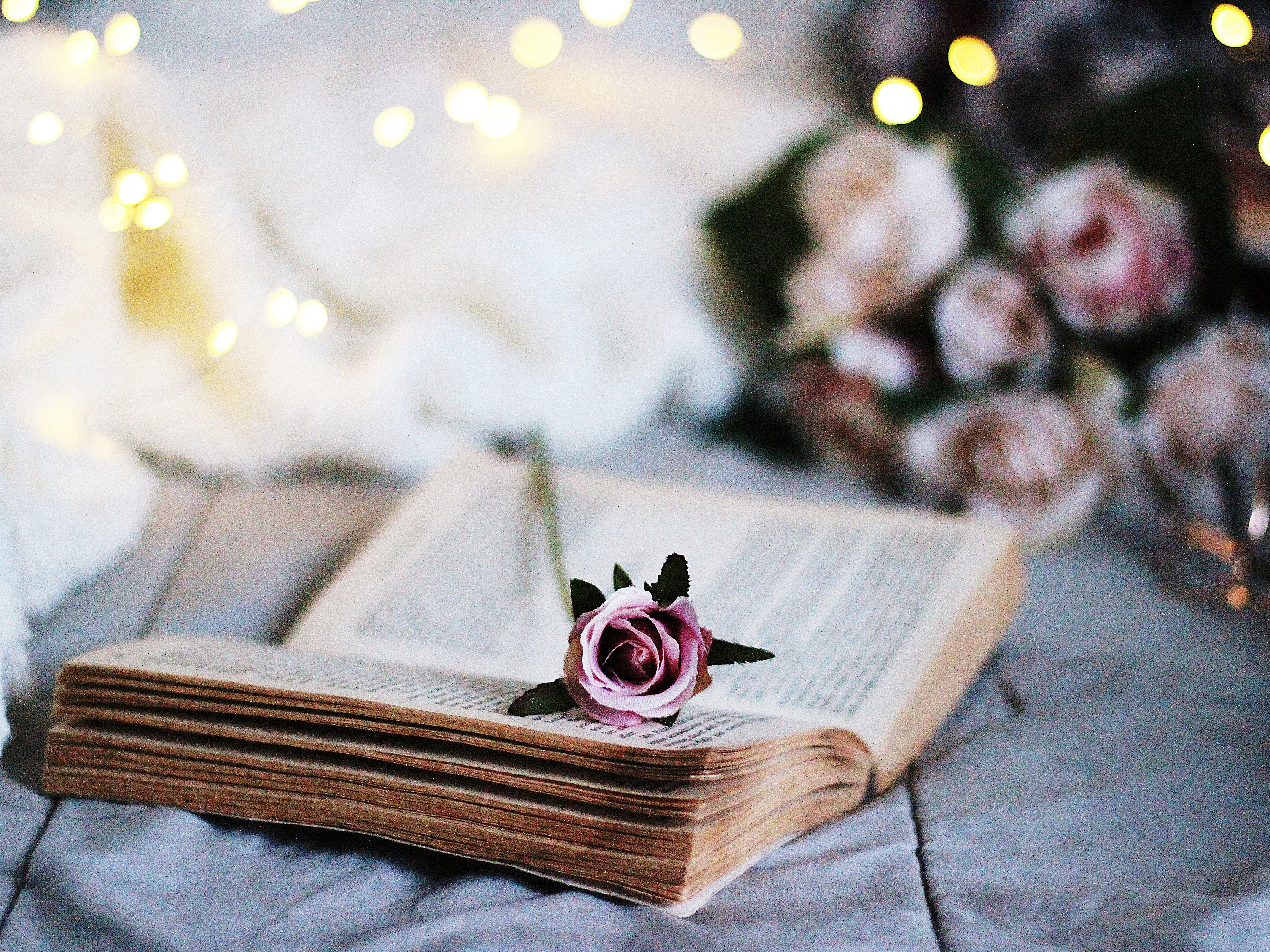 red rose on book page