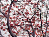 Branches of a tree with vibrant red flowers spread across a cloudy sky. The dark branches form an intricate pattern against the lighter background, with clusters of blossoms providing a striking contrast.
