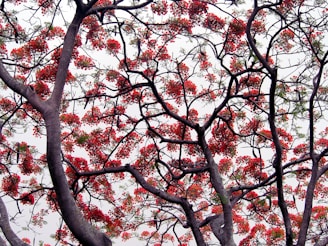 Branches of a tree with vibrant red flowers spread across a cloudy sky. The dark branches form an intricate pattern against the lighter background, with clusters of blossoms providing a striking contrast.