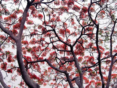 Branches of a tree with vibrant red flowers spread across a cloudy sky. The dark branches form an intricate pattern against the lighter background, with clusters of blossoms providing a striking contrast.