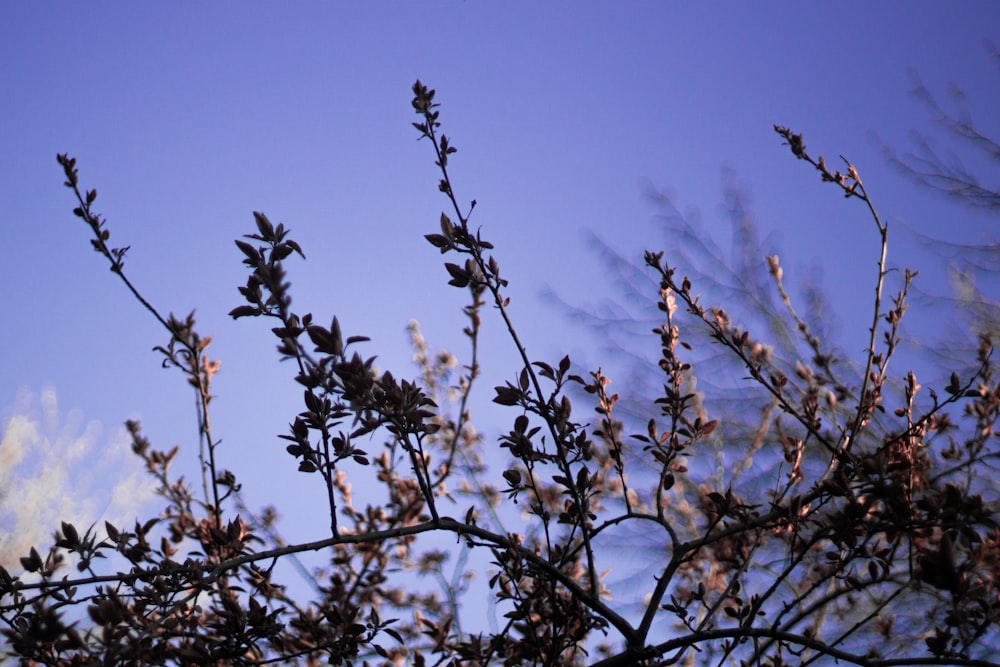 leafless tree under blue sky during daytime