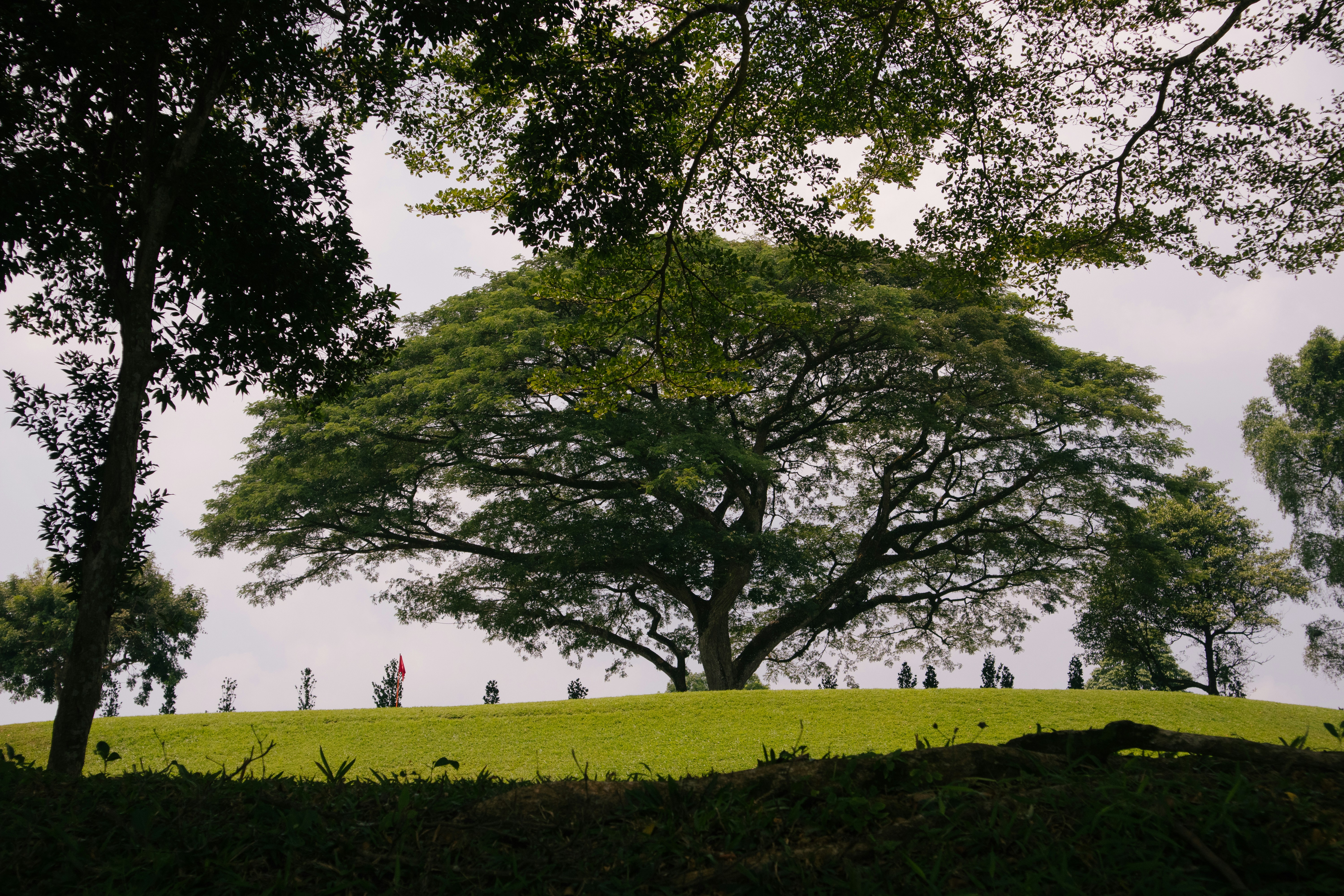 campo di erba verde con alberi verdi