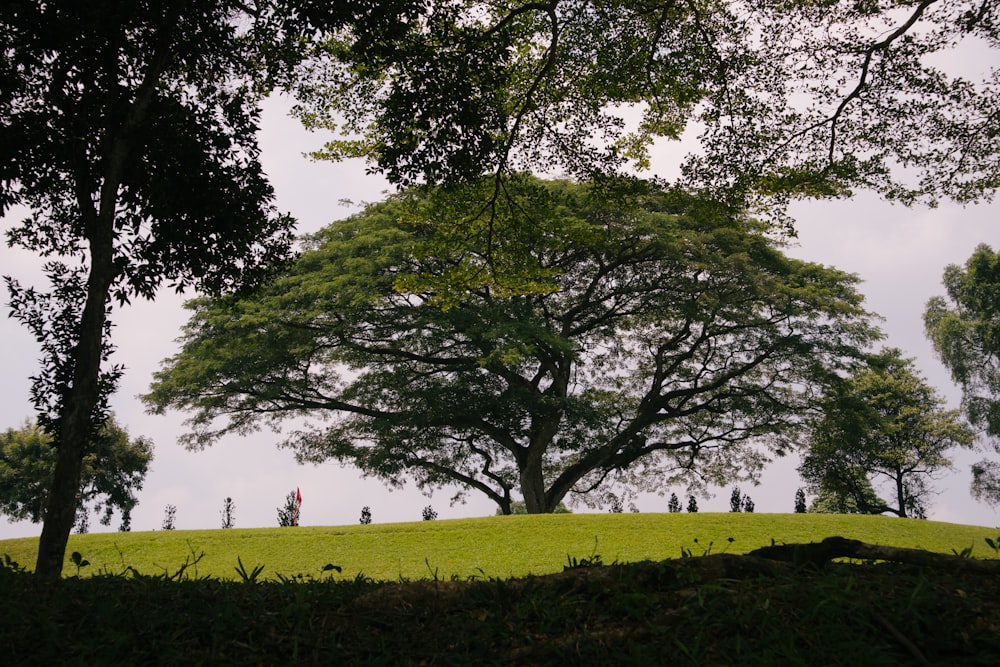 green grass field with green trees