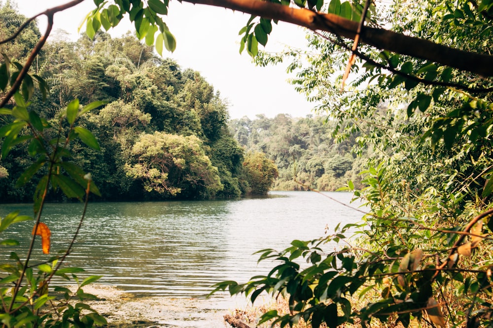 green trees beside river during daytime