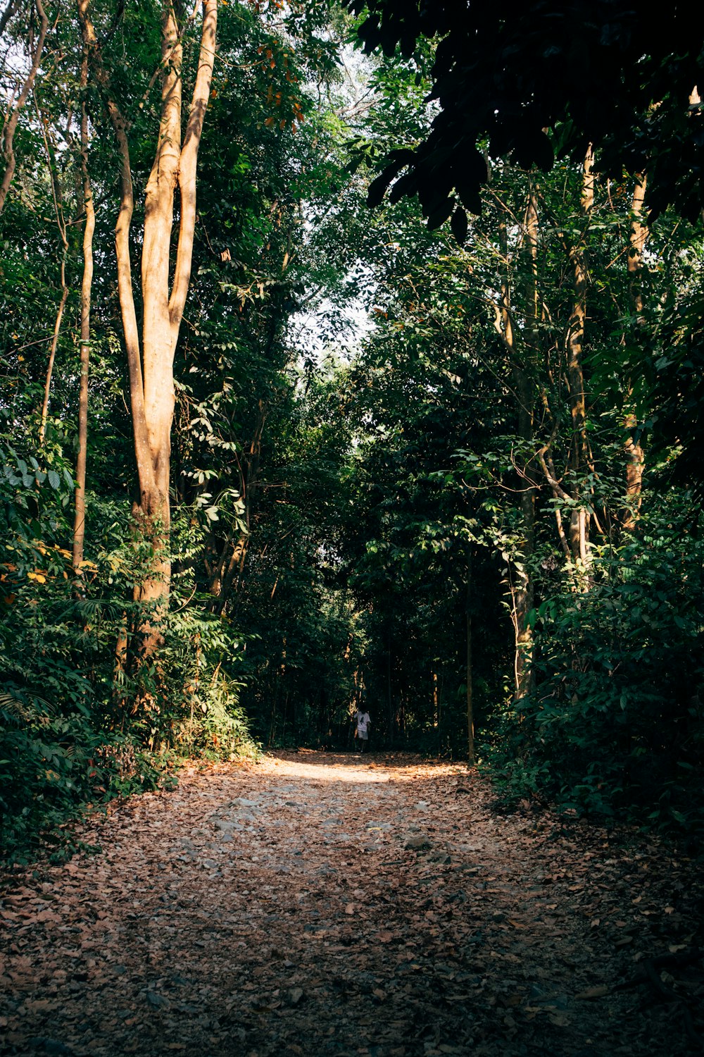 green trees on brown dirt road