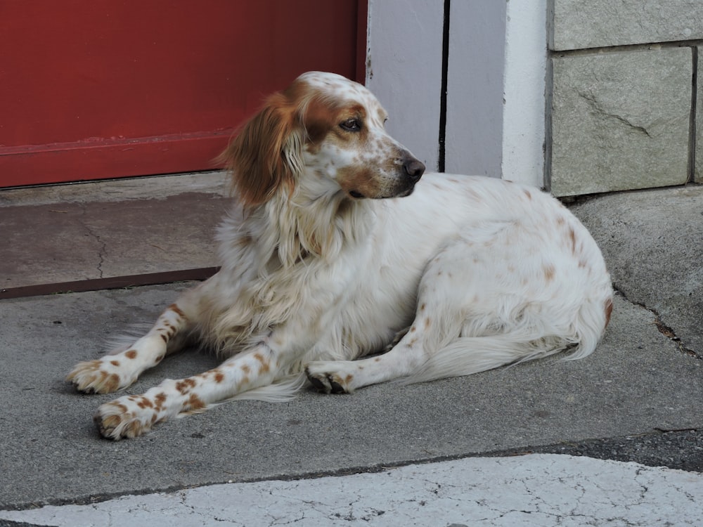 white and brown long coated dog
