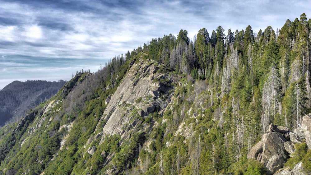 green trees on mountain under blue sky during daytime