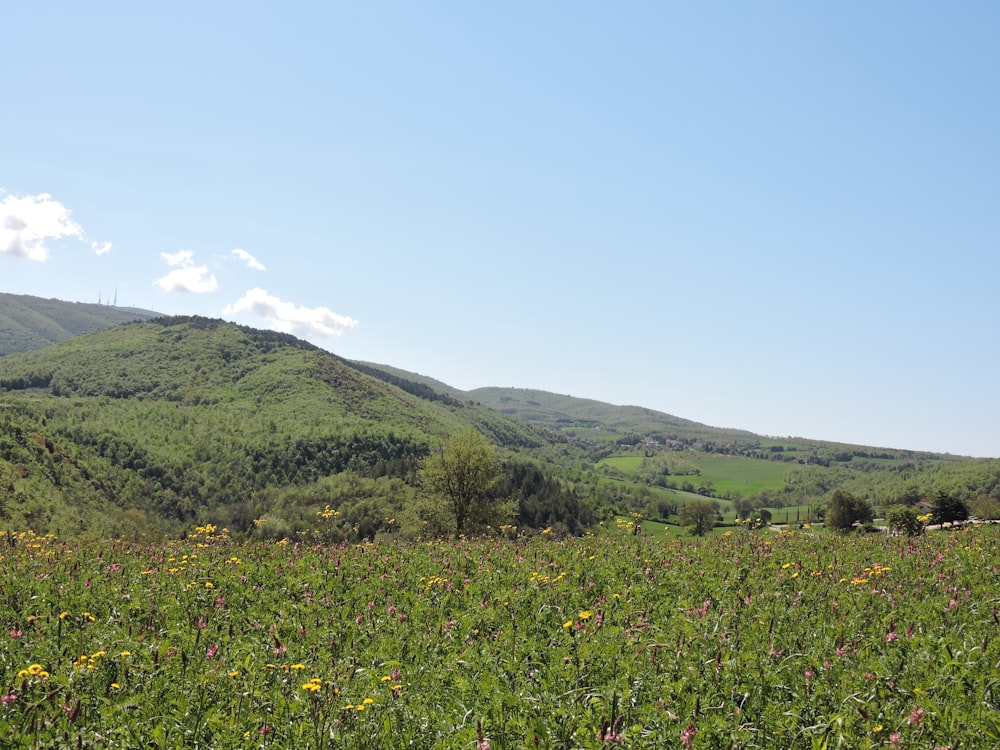 green grass field near mountain under blue sky during daytime