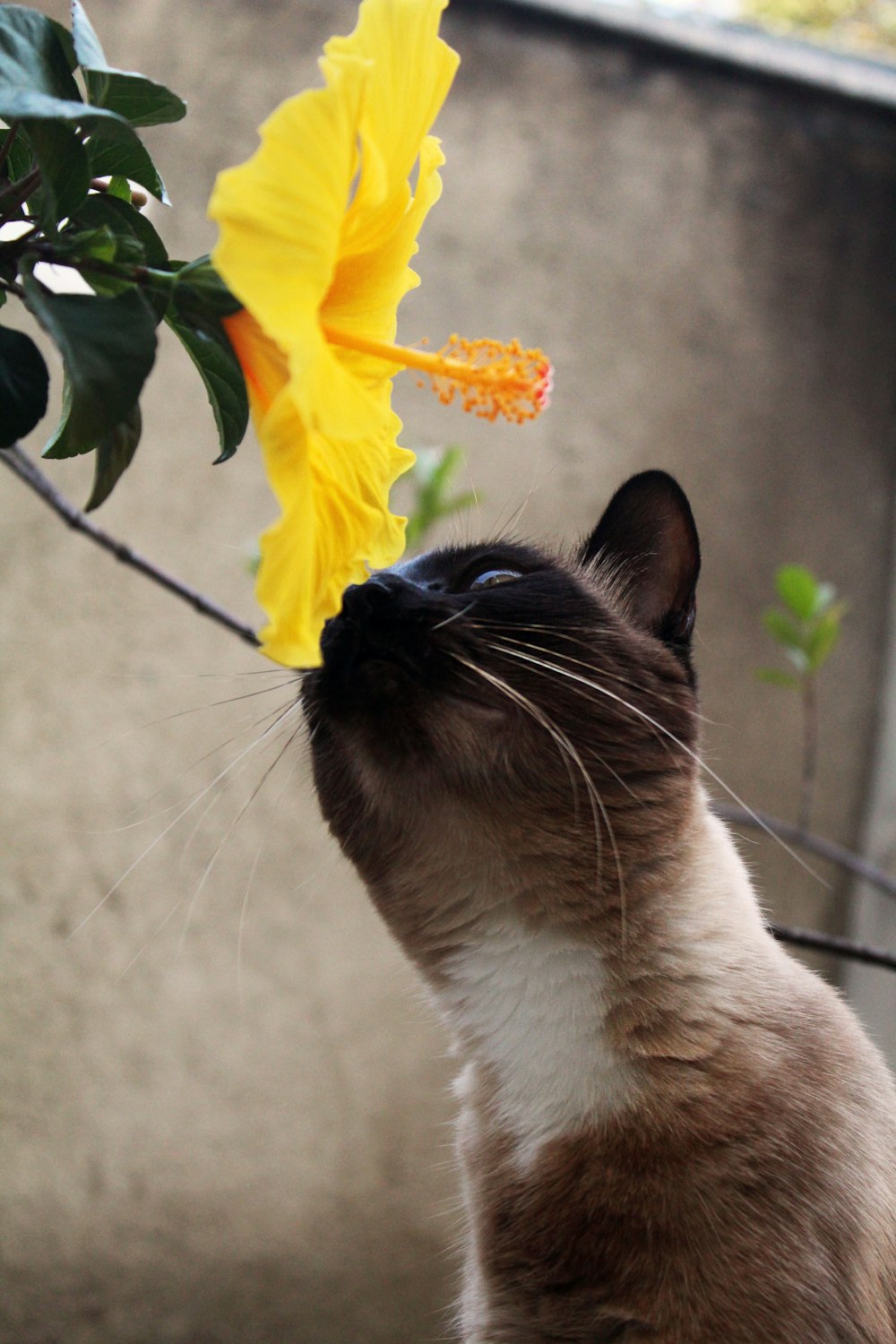 brown and white cat with yellow flowers