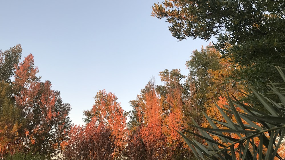 brown and green trees under blue sky during daytime