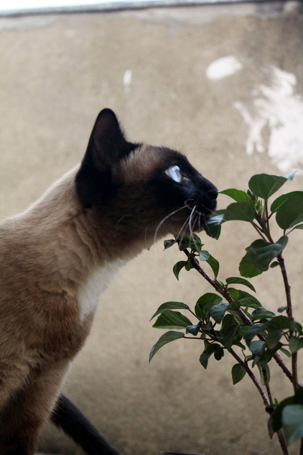 brown and white short fur cat