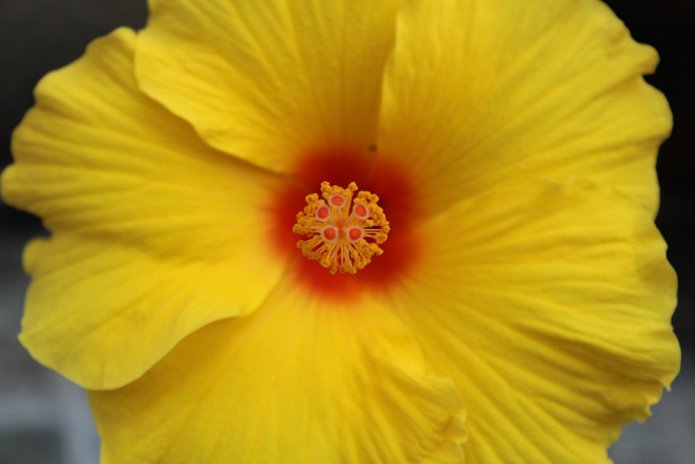 yellow and red flower in bloom