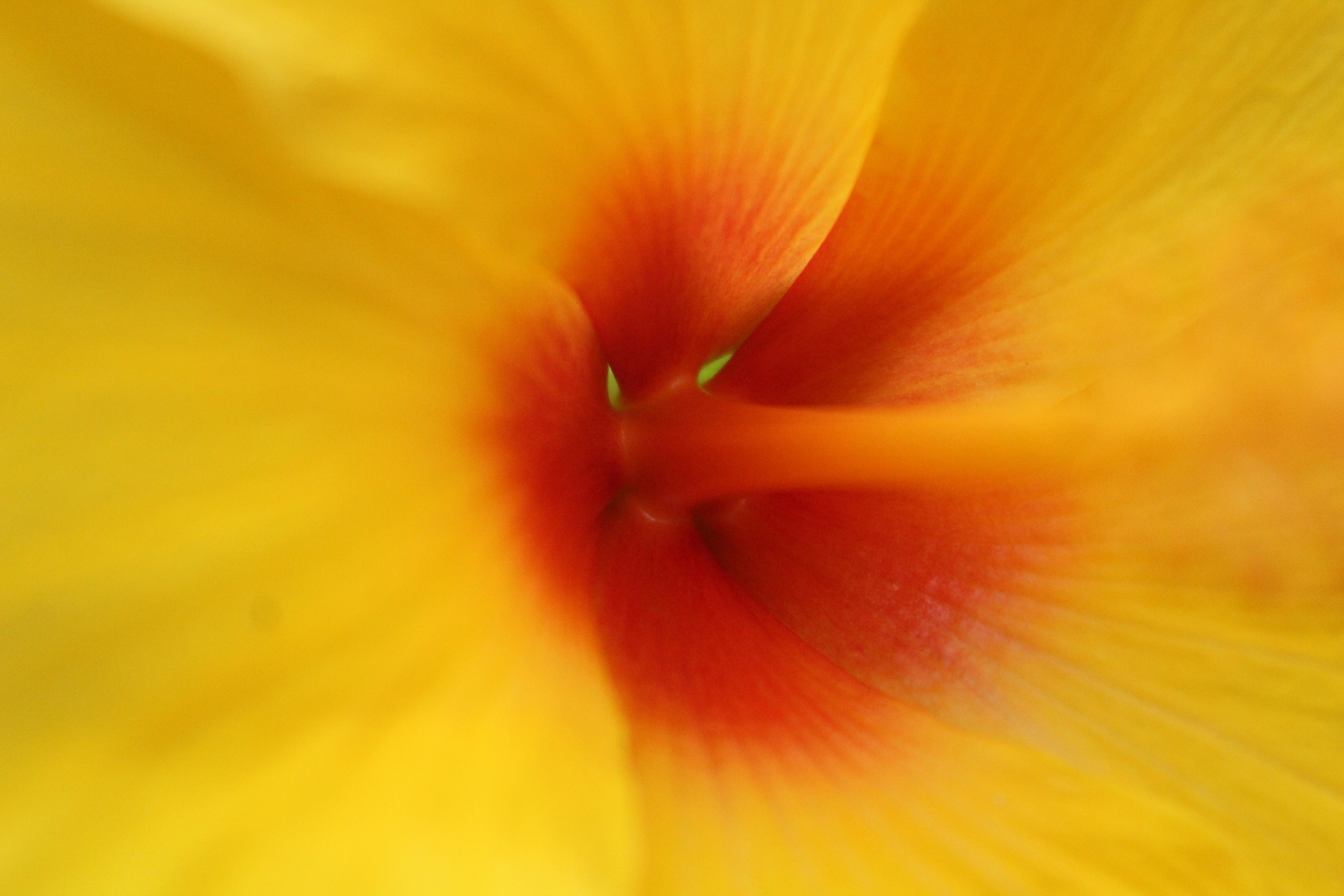 Photo by trindadecarol