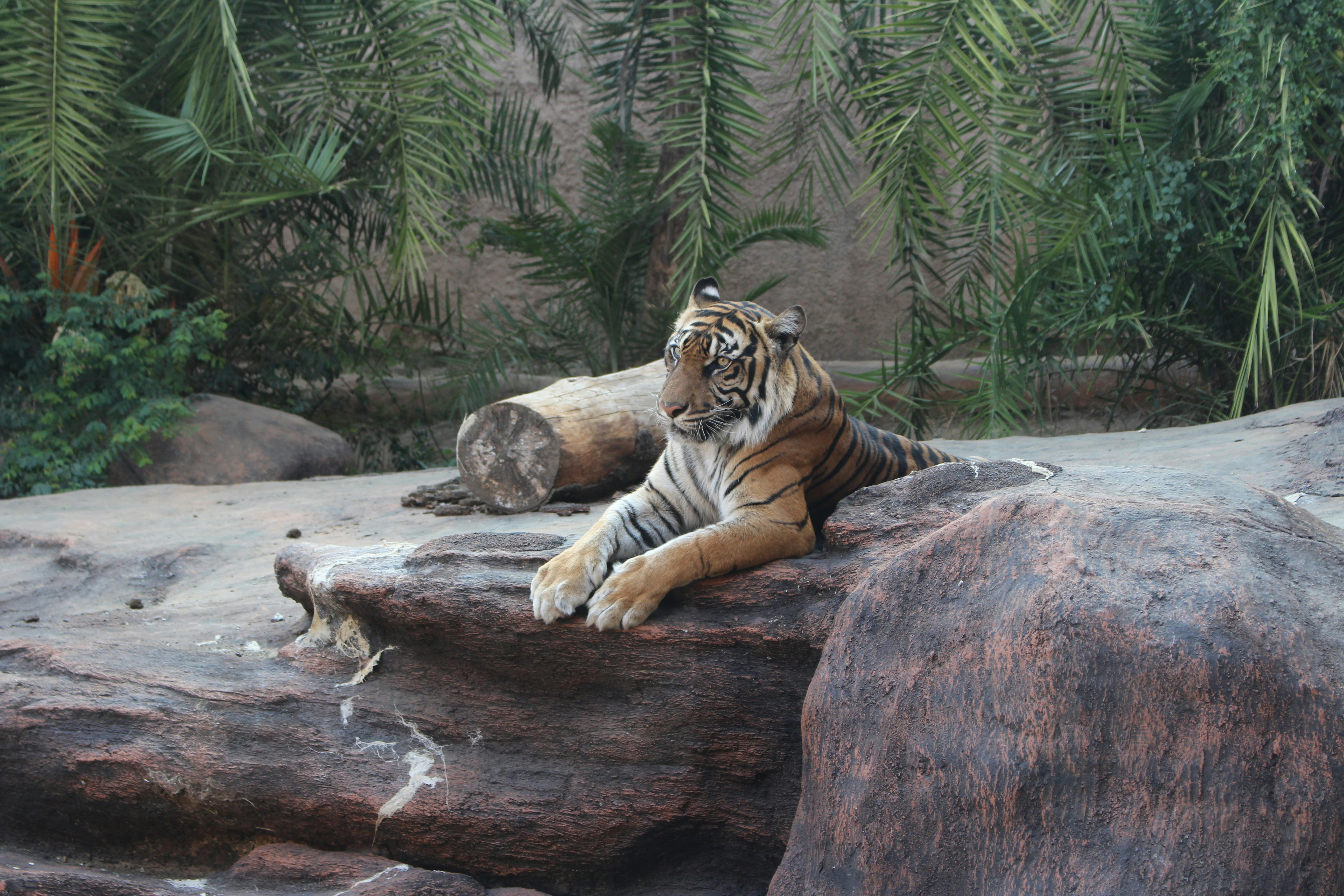harimau berbaring di atas batu coklat