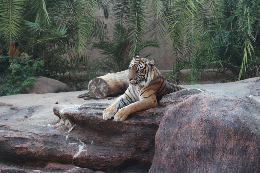 tiger lying on brown rock