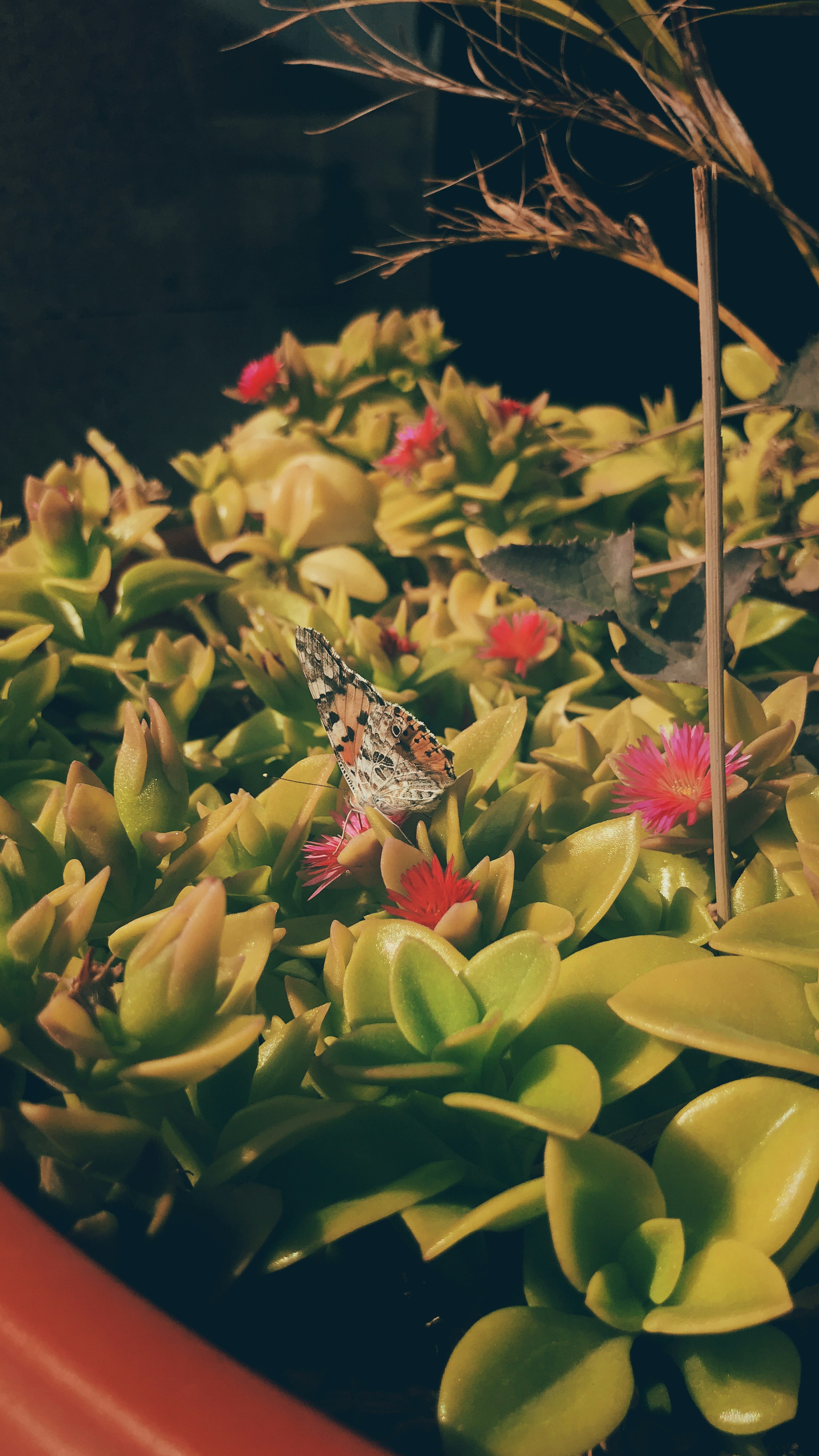 Flores que atraem borboletas e beija-flores: transforme seu jardim em um paraíso da natureza