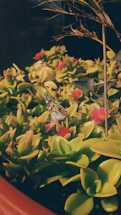 A cozy backyard with native plants and butterflies fluttering around