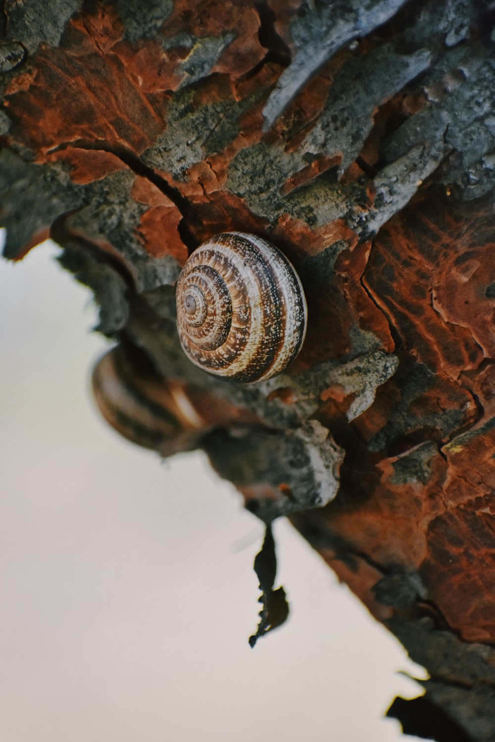 Braune Schnecke auf braunem Holz