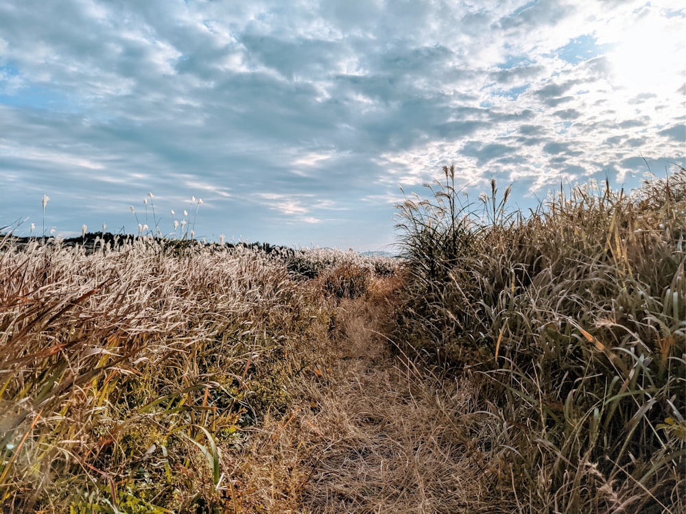 brown grass field under cloudy sky during daytime