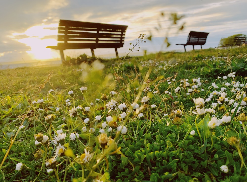 brown wooden bench on green grass field during daytime