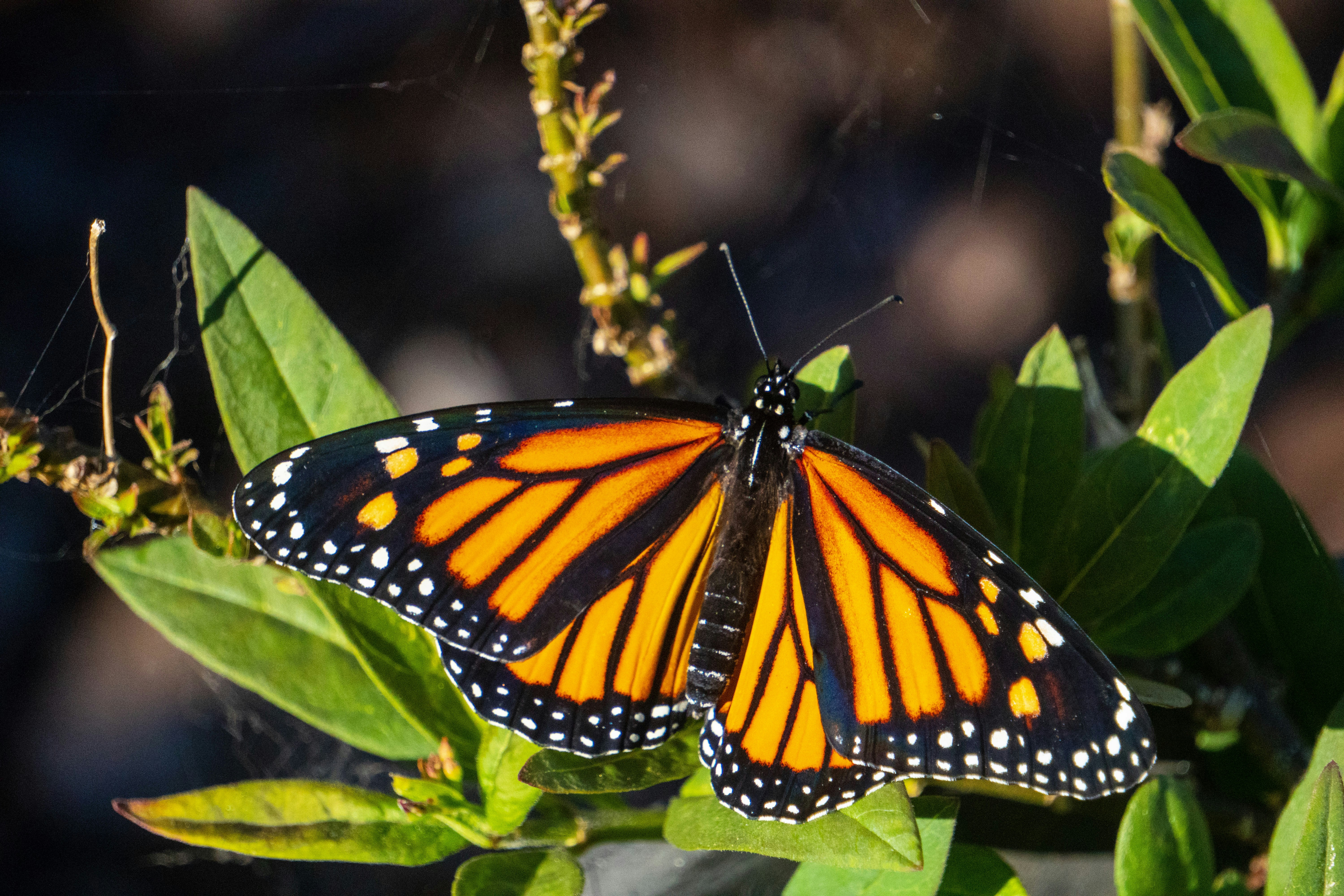 Photo by pmayorphotos