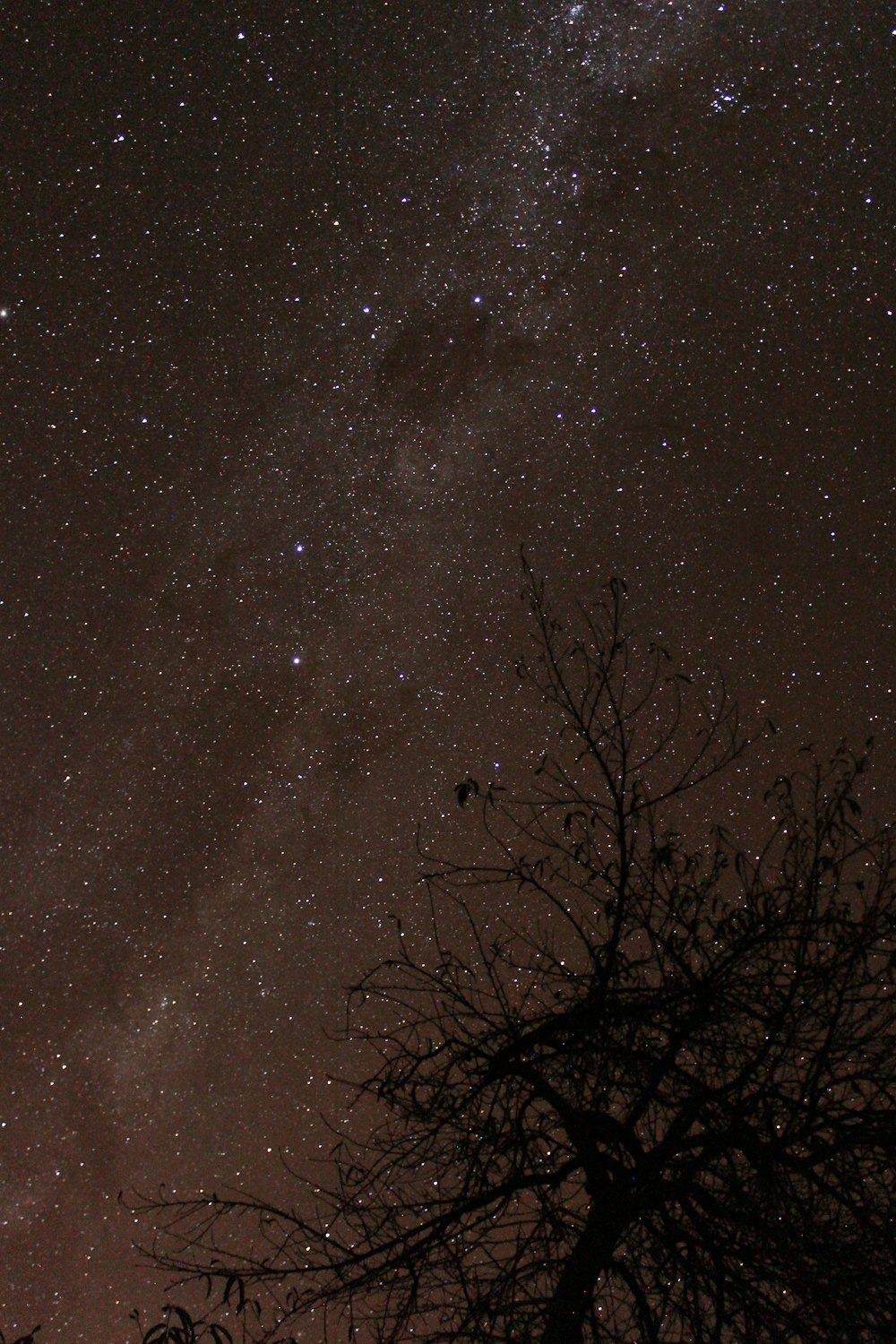 bare tree under starry night