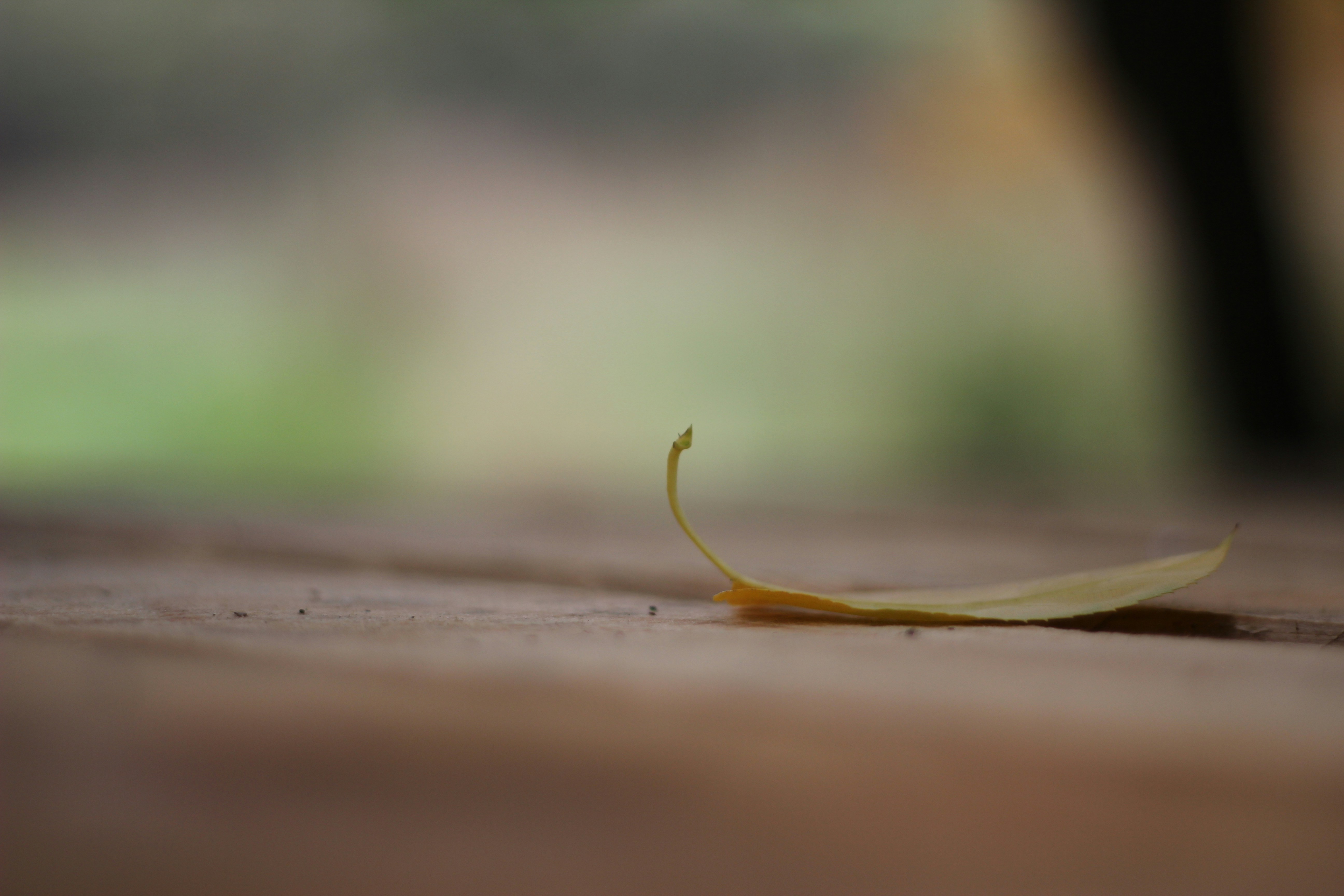 Photo by scottkelley