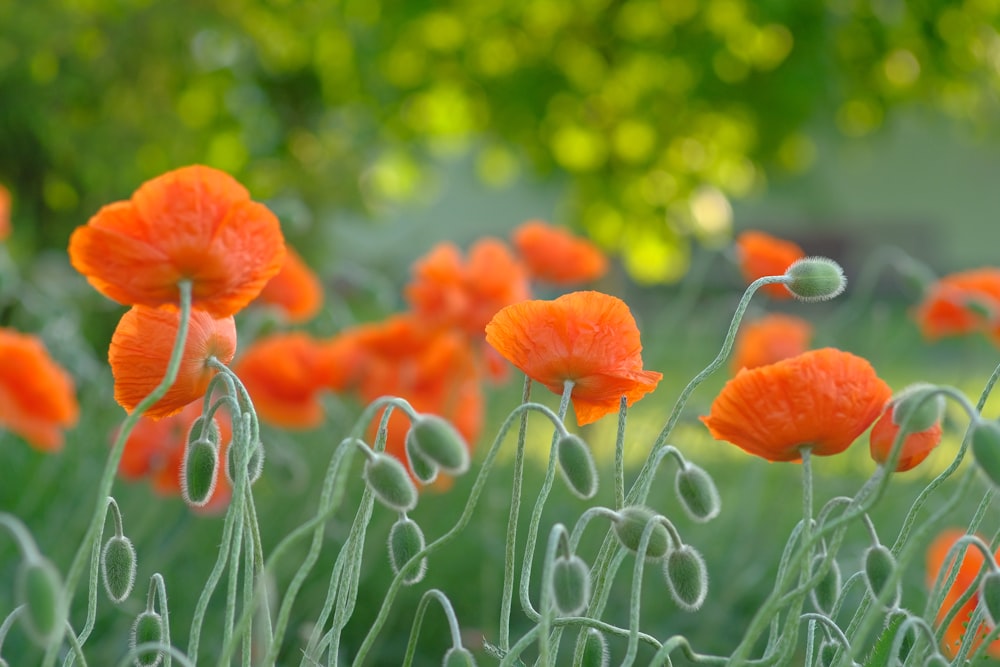 Orangefarbene Blumen in Tilt Shift-Linse