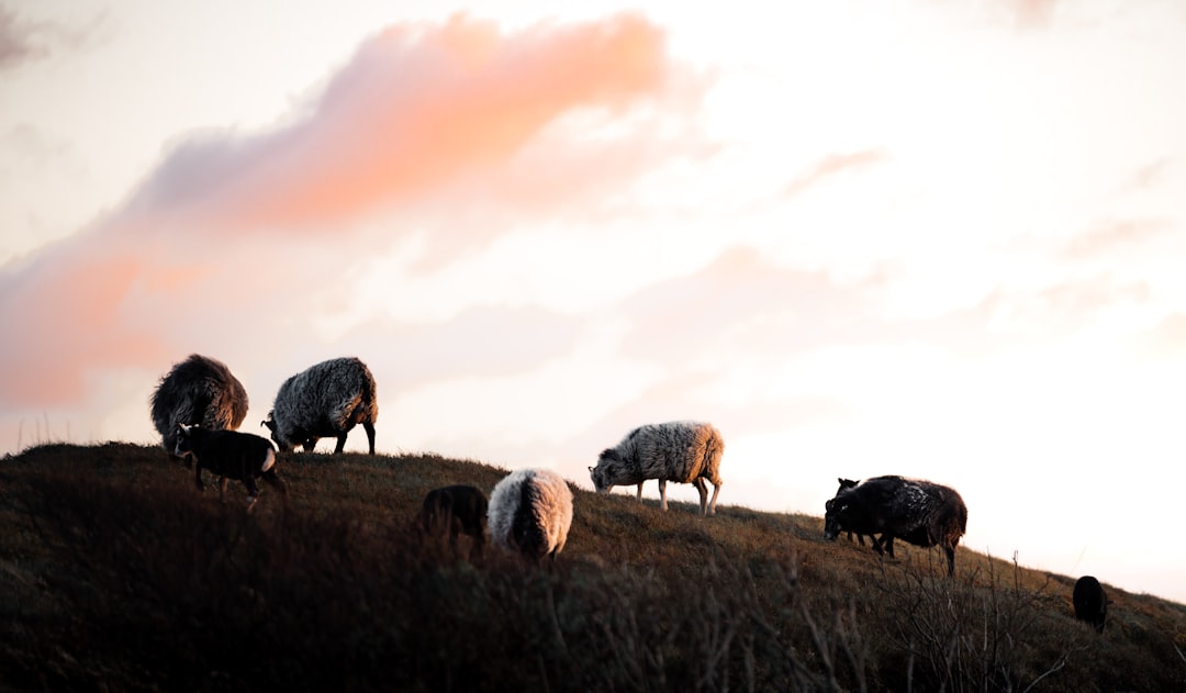 herd of sheep on brown grass field during daytime