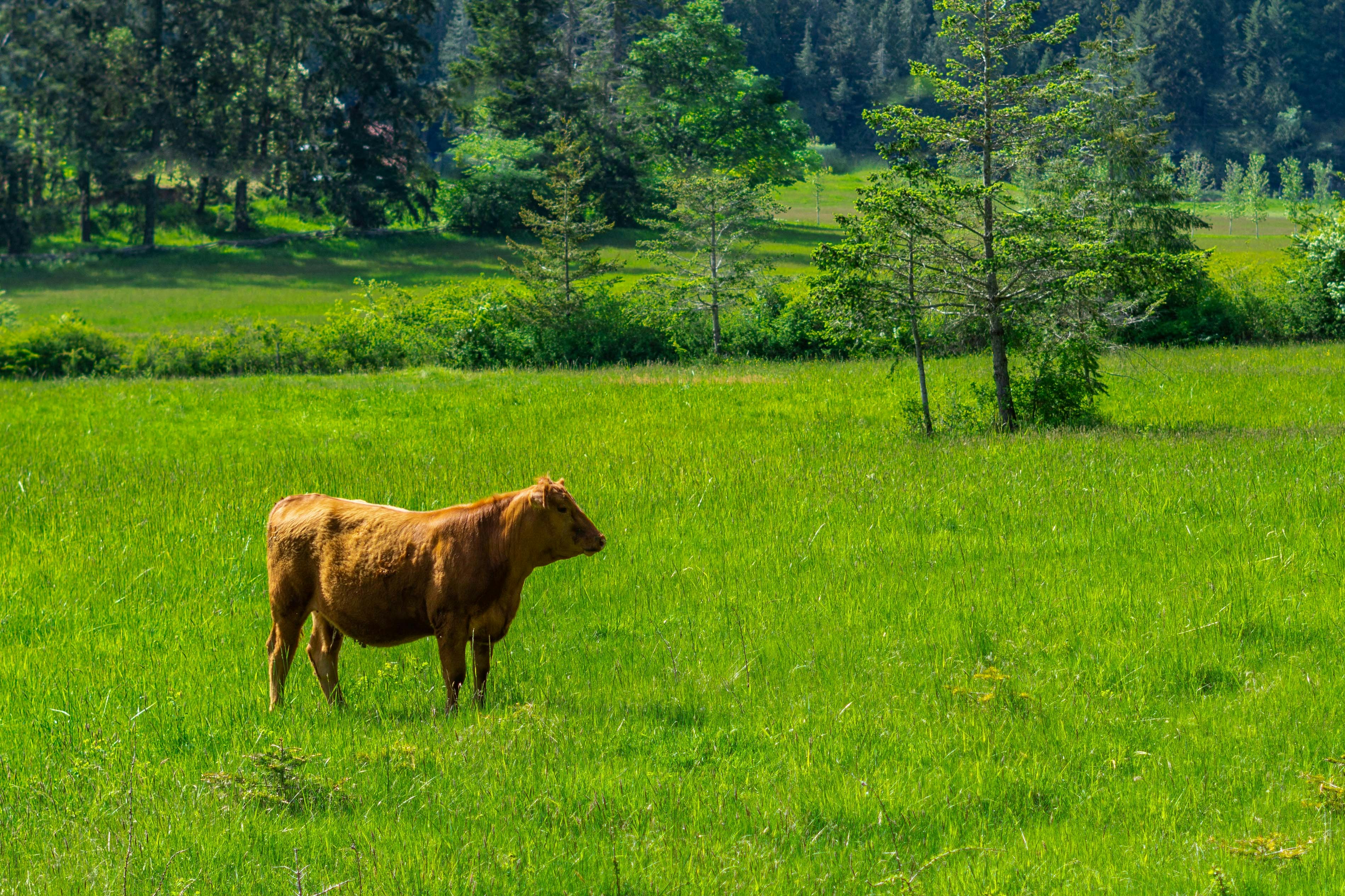 brown cow on green grass field during daytime