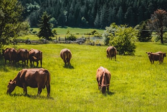 herd of horses on green grass field during daytime