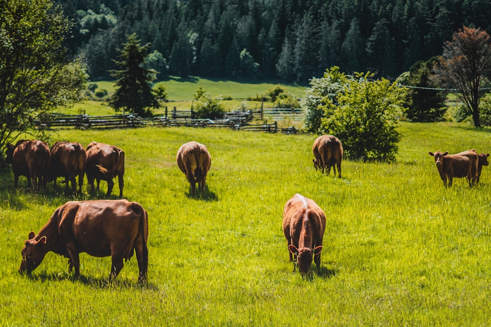 herd of horses on green grass field during daytime