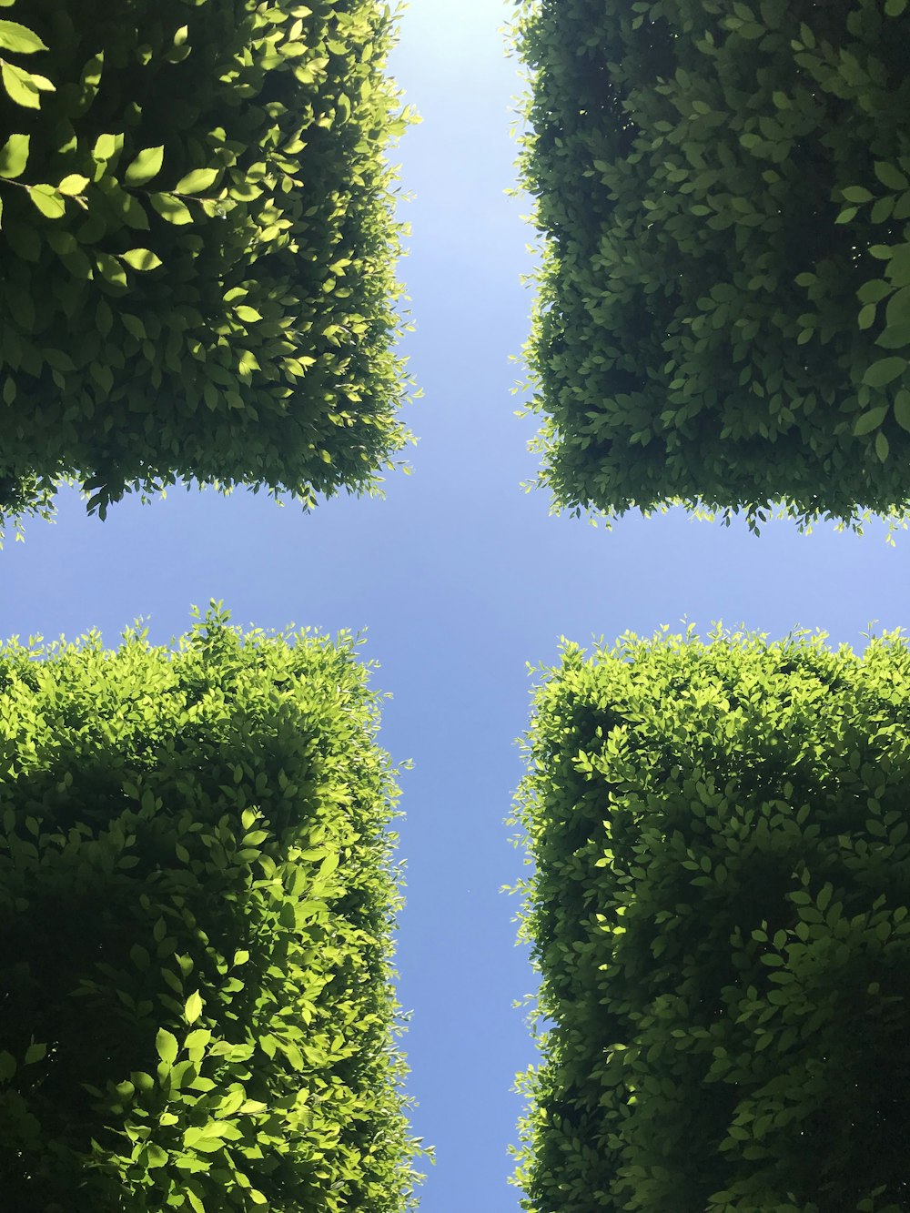 green leaves tree during daytime