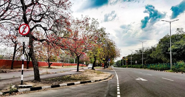 red leaf trees on gray concrete road under blue sky during daytime