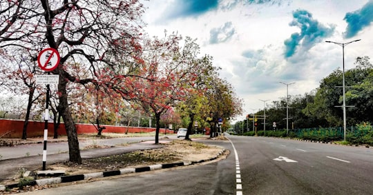 red leaf trees on gray concrete road under blue sky during daytime in Chandigarh India