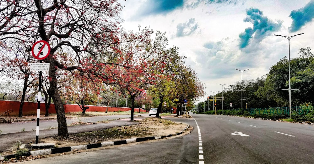 árboles de hoja roja en un camino de concreto gris bajo el cielo azul durante el día