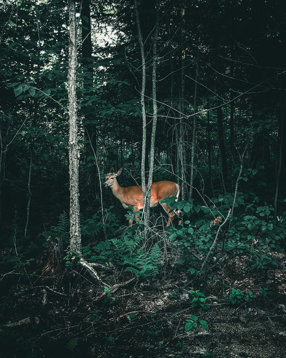 brown deer in forest during daytime
