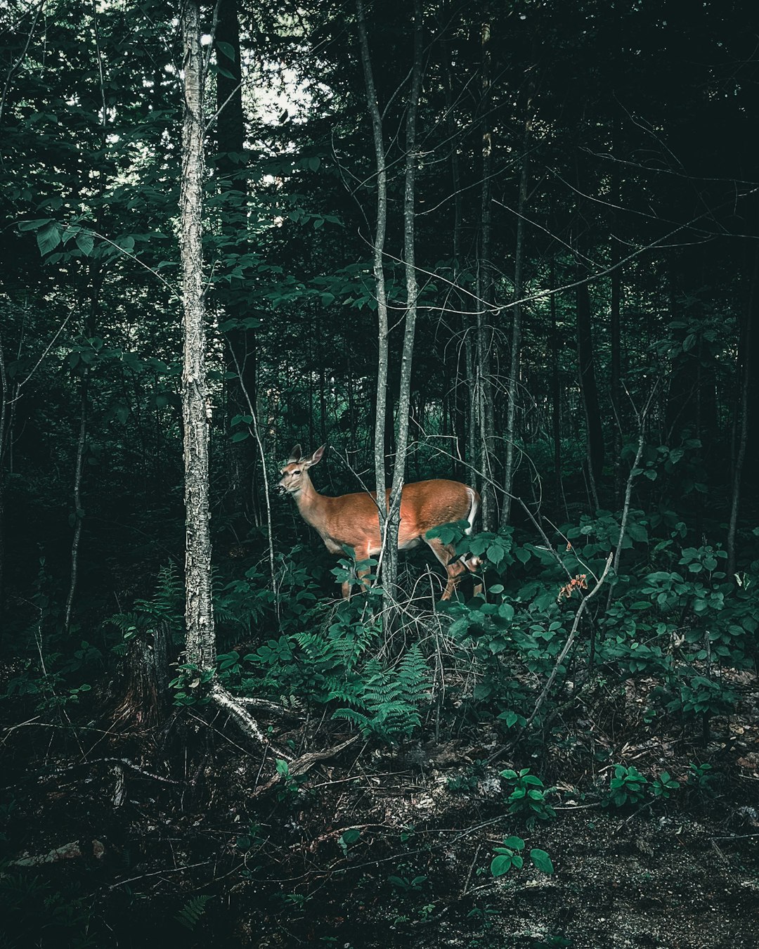 Forest photo spot Mont-Tremblant National Park Mont-Tremblant