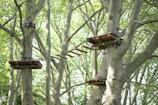 A canopy adventure course with wooden platforms and a narrow wooden bridge suspended between tall trees in a lush green forest. The platforms are supported by sturdy cables and appear to be part of a rope course.