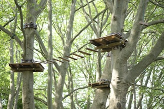 A canopy adventure course with wooden platforms and a narrow wooden bridge suspended between tall trees in a lush green forest. The platforms are supported by sturdy cables and appear to be part of a rope course.