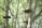 A canopy adventure course with wooden platforms and a narrow wooden bridge suspended between tall trees in a lush green forest. The platforms are supported by sturdy cables and appear to be part of a rope course.