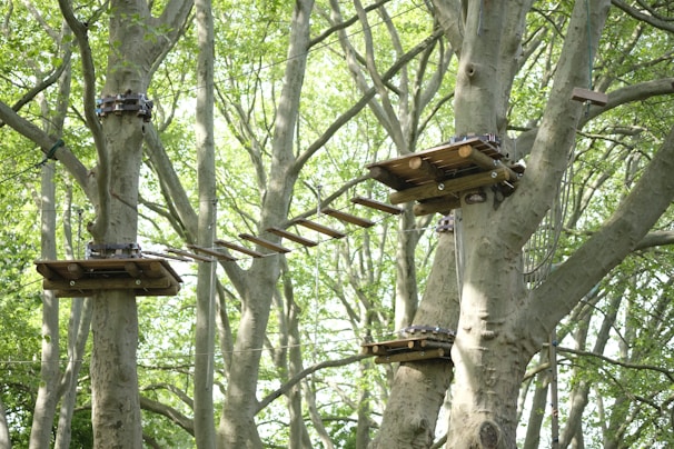 A canopy adventure course with wooden platforms and a narrow wooden bridge suspended between tall trees in a lush green forest. The platforms are supported by sturdy cables and appear to be part of a rope course.