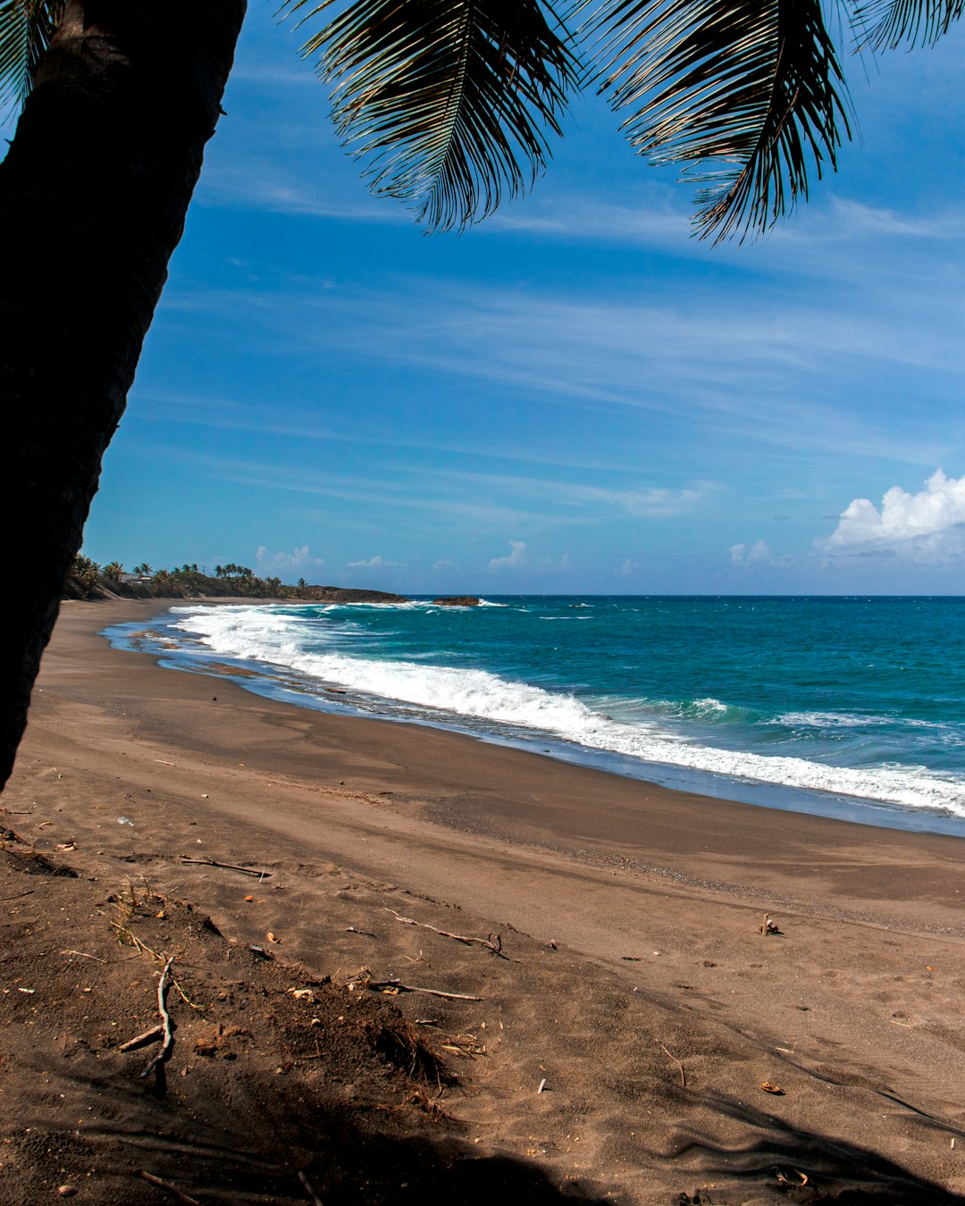 beach shore with palm trees during daytime