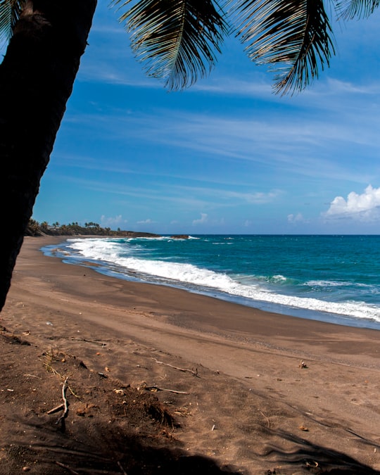 beach shore with palm trees during daytime in Puerto Rico United States