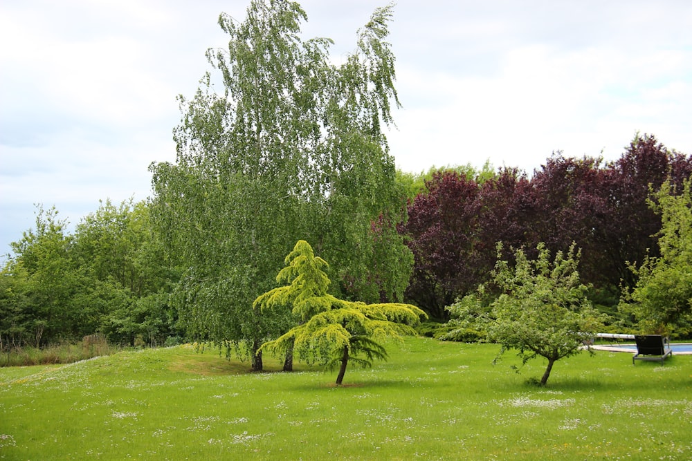 Champ d’herbe verte avec des arbres verts